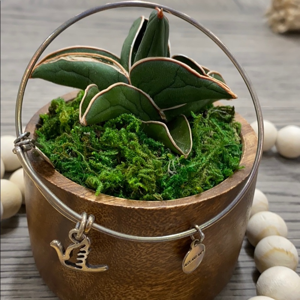 Alex and ani bracelet